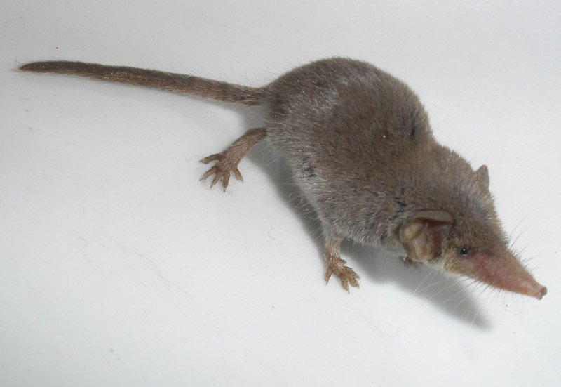 етруска земеровка-пигмей етруска земеровка-пигмей