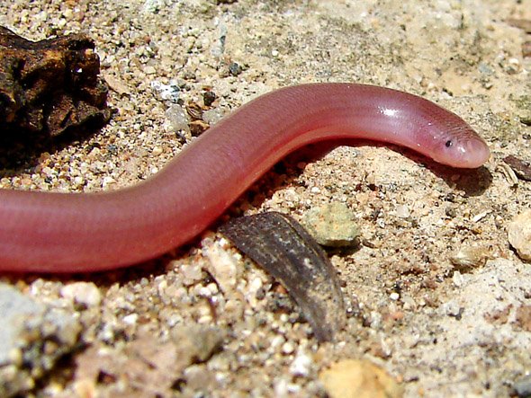 На кого прилича червейницата ?