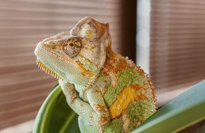 нестандартни домашни животни